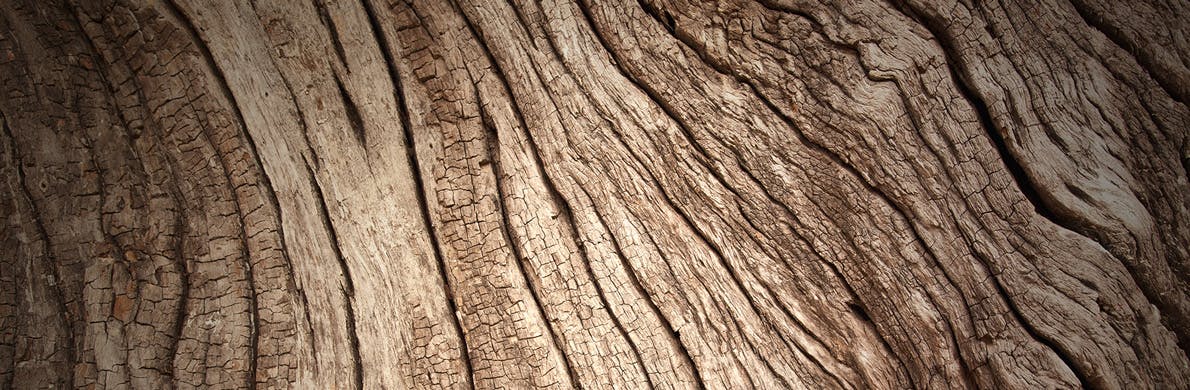 [Divider] [About us] [SRI] Tree bark